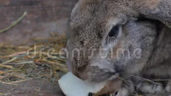 大灰兔吃白贝视频的预览图