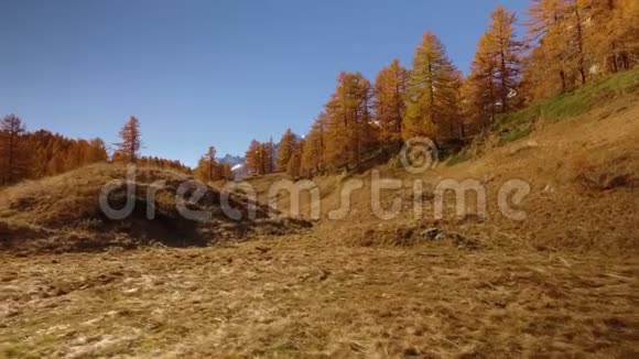 波夫走在秋天的田野上靠近树木侧视与太阳阳光明媚的秋日在五彩缤纷的红色森林里徒步旅行视频的预览图