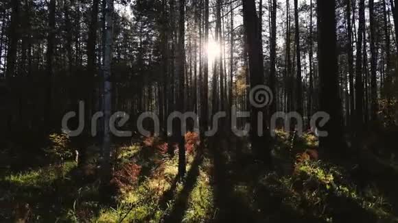 美丽的森林有长长的树干绿草和灿烂的日落太阳冲破了树木秋天的森林视频的预览图