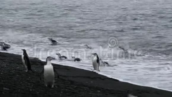 一群南极企鹅正在逐渐上岸安德列夫视频的预览图