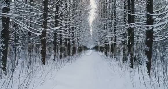 空中视频美丽的森林景观在冬天小巷的树木覆盖着雪视频的预览图
