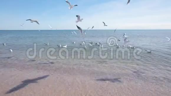 一群海鸥在沙滩上飞翔海鸥在沙滩上飞过水面视频的预览图