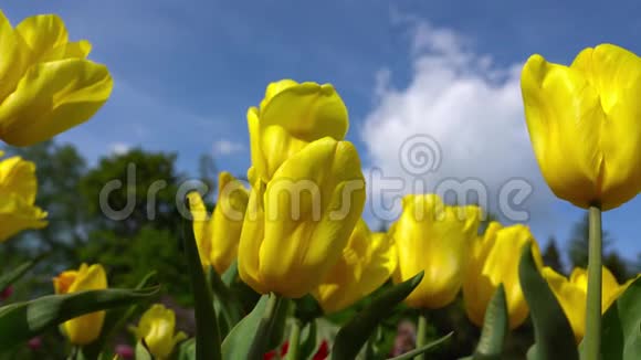 蓝色天空背景上盛开的黄色郁金香特写的郁金香在风中摇曳视频的预览图