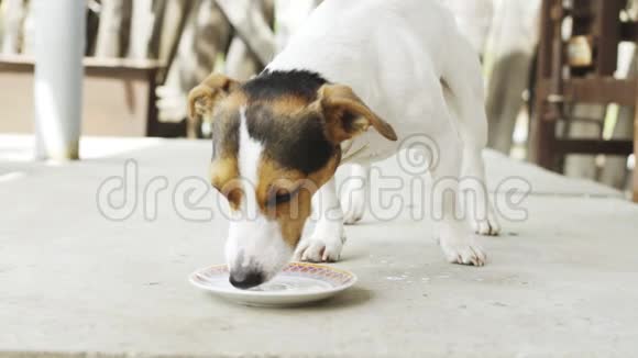 杰克罗塞尔猎犬喝萨瑟的牛奶视频的预览图