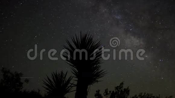 尤卡植物的星垂视频的预览图