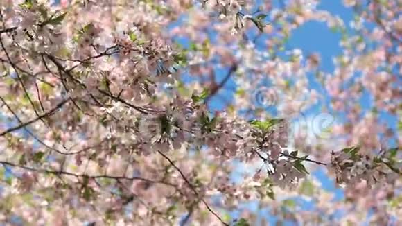 樱花自然场景视频的预览图