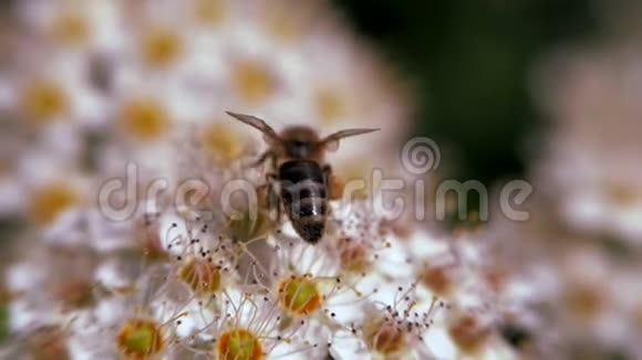 春天白色花序上的蜜蜂收集花粉春天的一夫一妻制白色花序在风中摇摆视频的预览图