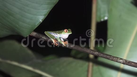 绿色青蛙红色眼睛一只热带绿蛙在树枝上视频的预览图