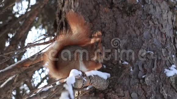 冬天吃坚果的松枝红松鼠视频的预览图