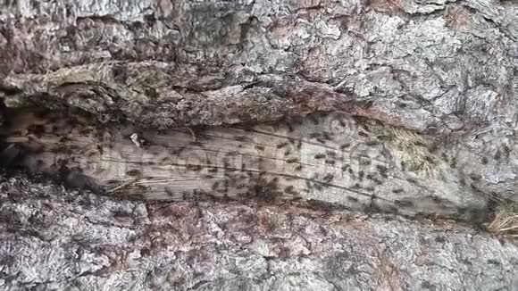 蚂蚁爬过木头纹理视频的预览图