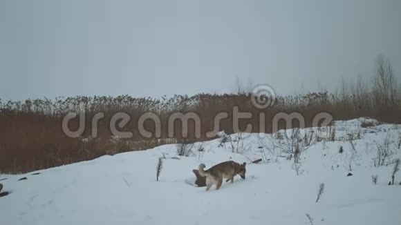 混种狗狗狗在冰冻的河流上的芦苇附近散步雾蒙蒙的多云天气在河流附近的森林里视频的预览图