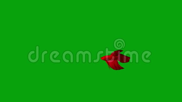带绿色屏幕背景的红色贝塔鱼游泳视频的预览图