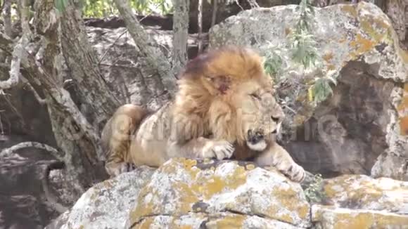 狮子躺在岩石上视频的预览图