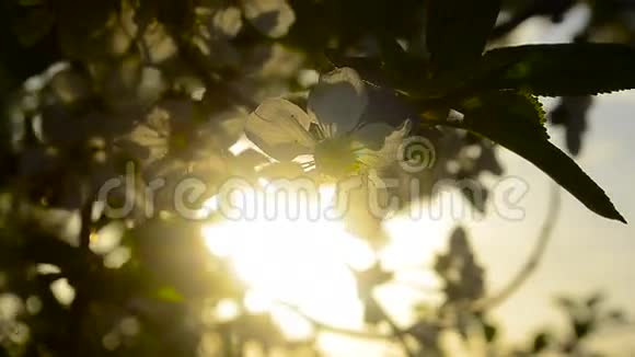 夕阳中的樱花被太阳特写的光芒照亮视频的预览图