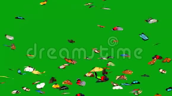 绿屏背景下的蝴蝶运动图形视频的预览图