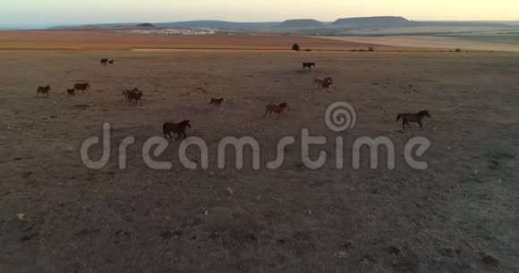 日落时分美丽的野马在田野奔跑的鸟瞰视频的预览图