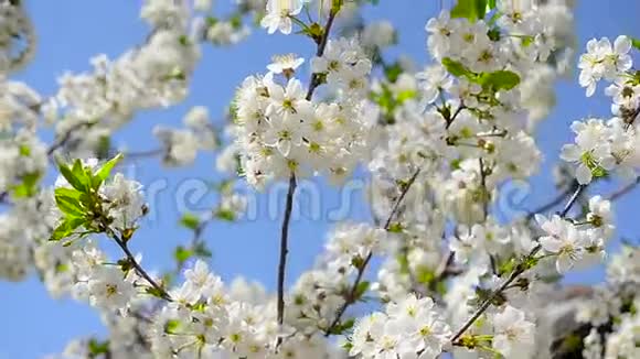 迎着蓝天开着樱花春天花园的树上开着美丽的白花视频的预览图