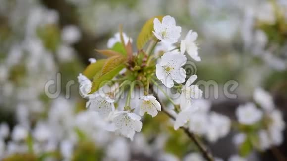 盛开的一束白色樱花视频的预览图