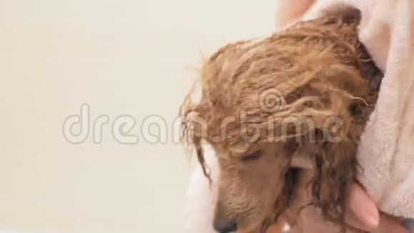 女人抱着狗用毛巾擦皮毛视频的预览图
