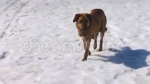 野狗在雪地上散步视频的预览图