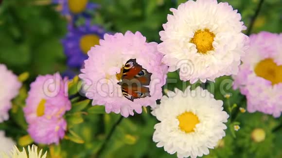 蝴蝶飞过粉红色的花园花视频的预览图