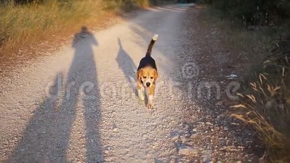 日落时分一只好狗在松树公园散步视频的预览图
