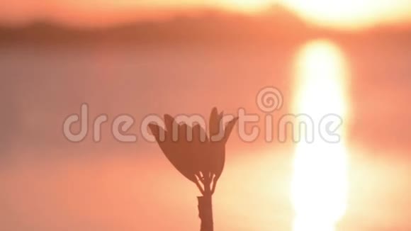 日落时的红树林芽视频的预览图