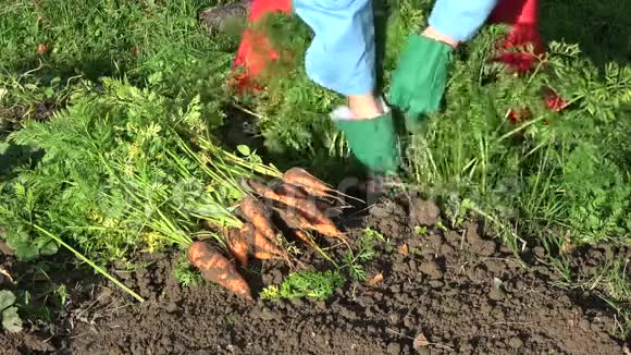 园丁在秋天收获新鲜的胡萝卜视频的预览图