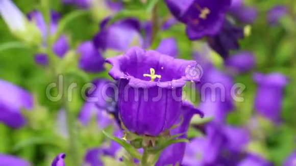 紫色的花像一个铃铛视频的预览图