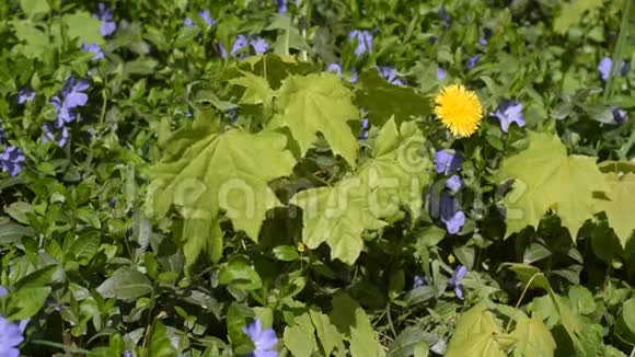 蒲公英花和其他花草上有昆虫的草甸视频的预览图