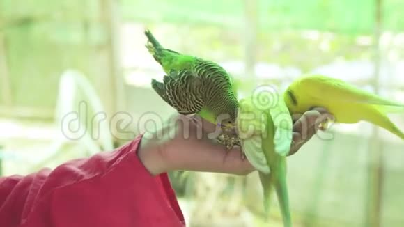 一群波状鹦鹉吃儿童手中的食物视频的预览图