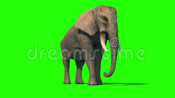 大象闲置短象牙正面绿屏3D渲染动画4K视频的预览图