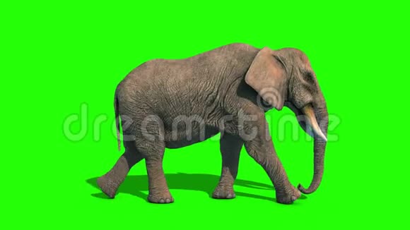 大象步行周期短牙环侧绿色屏幕3D渲染动画4K视频的预览图