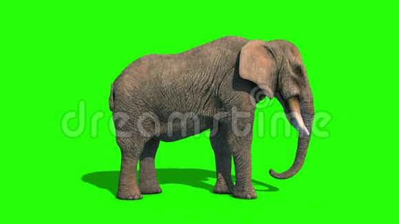 大象攻击短头侧绿色屏幕3D渲染动画4K视频的预览图