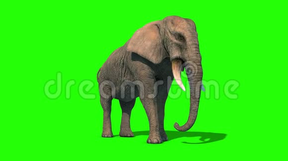 大象攻击短牙前绿屏3D渲染动画4K视频的预览图