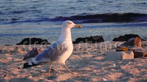海鸥漫步沙滩在海滨寻找食物慢动作视频的预览图