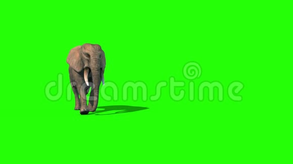 大象走短塔正面绿色屏幕3D渲染动画4K视频的预览图