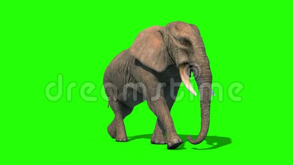 大象行走周期短镜头前绿幕3D渲染动画4K视频的预览图