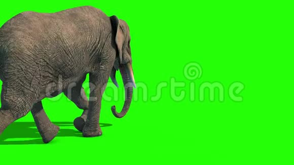大象跑短塔克斯背面绿色屏幕3D渲染动画4K视频的预览图