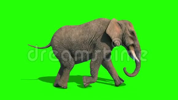 大象周期短獠牙循环侧绿色屏幕3D渲染动画4K视频的预览图