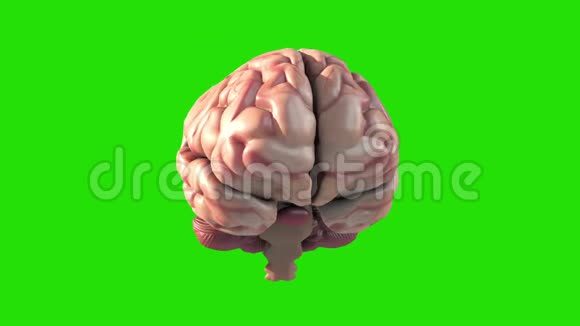 脑旋转循环绿屏3D渲染动画视频的预览图