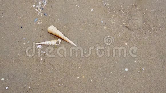 靠近泰国沙滩挥舞海水移动贝壳视频的预览图