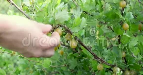 手工采摘成熟的醋栗浆果视频的预览图