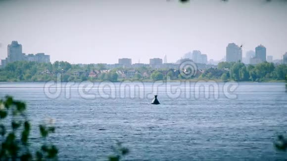 特恩在第聂伯河的水面上盘旋视频的预览图