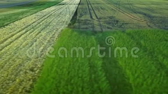 收获野外高空作业麦田景观农业产业视频的预览图