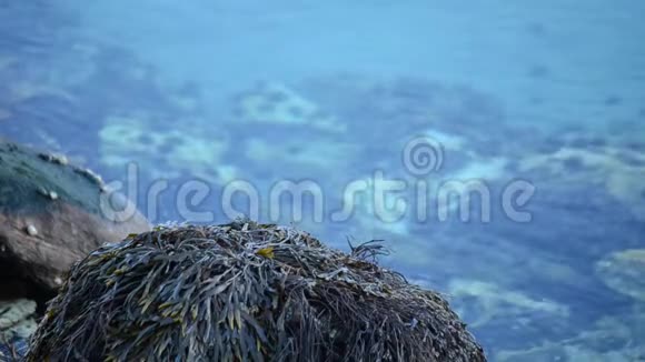 清澈平静的蓝色峡湾表面背景海岸上有海藻覆盖的巨石视频的预览图