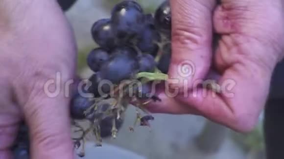 酿酒师的工作家里的酒用手捏葡萄视频的预览图