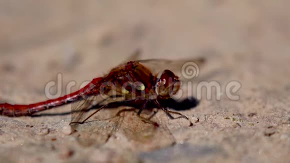 八月阳光明媚的一天常见的角蜻蜓纹状体在砾石上休息视频的预览图