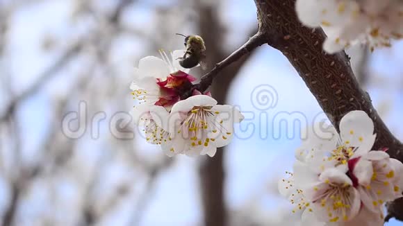 蜜蜂在花园的果树花中采集花蜜在蓝天背景上特写视频的预览图
