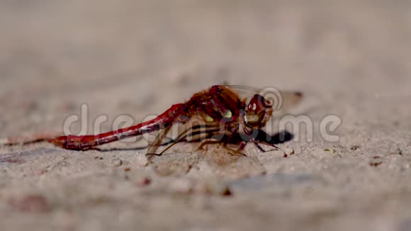 八月阳光明媚的一天常见的角蜻蜓纹状体在砾石上休息视频的预览图